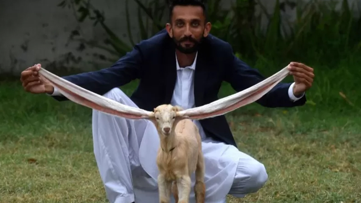 Uzun kulaklı keçi sosyal medya yıldızı oldu